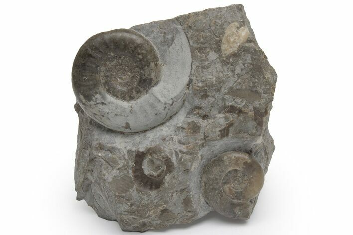 Jurassic Fossil Ammonite Cluster (Caloceras) - United Kingdom #219986